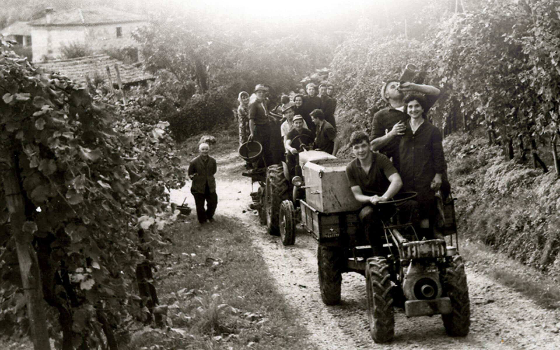 Historic picture of vineyards and workers