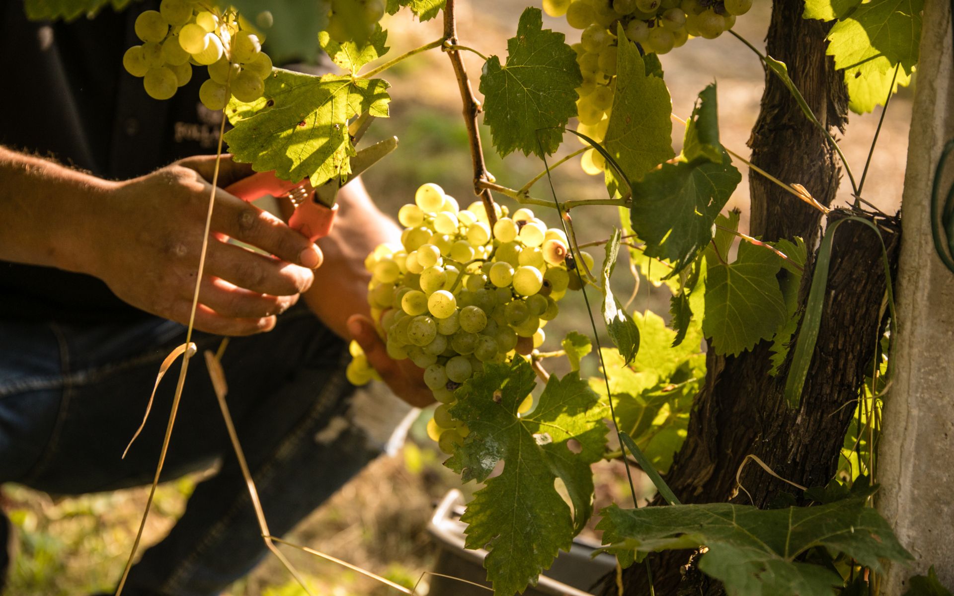 harvesting grapes