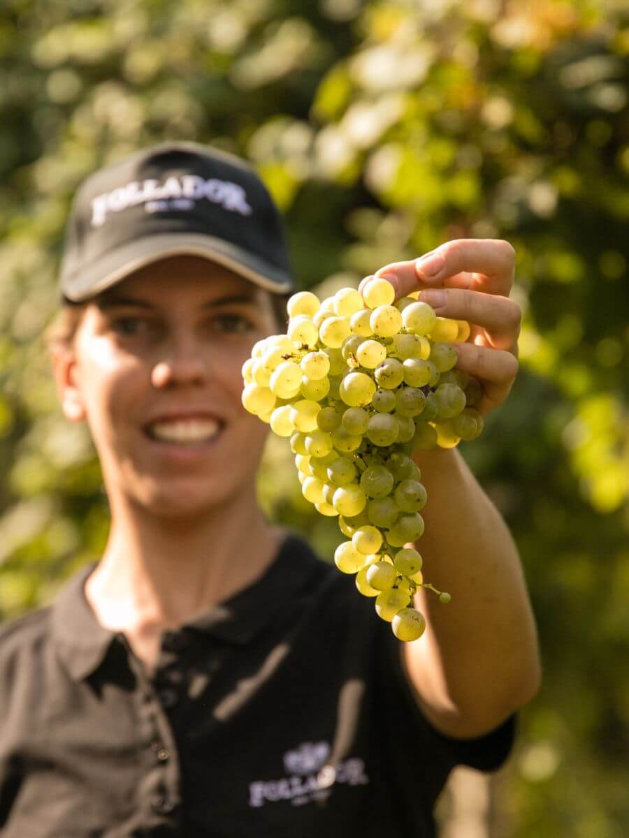 person holding a bunch of glera grapes